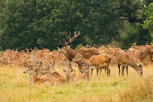 Red deer