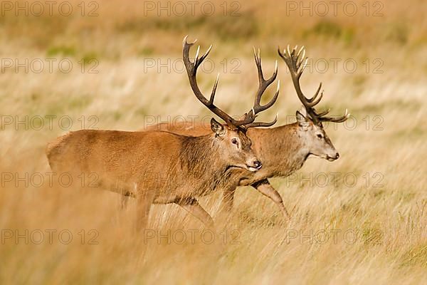 Red deer