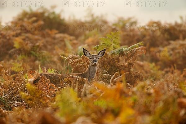 Red deer