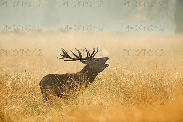 Red deer