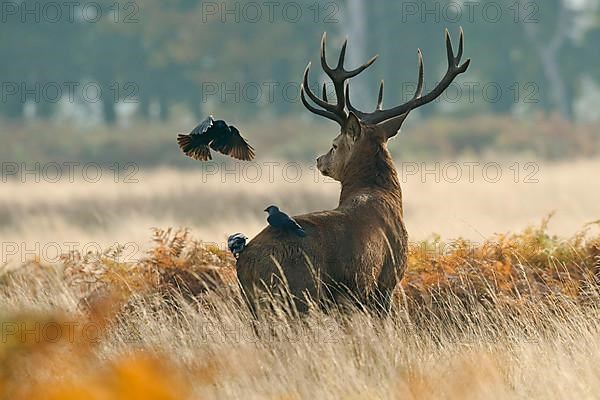 Red deer