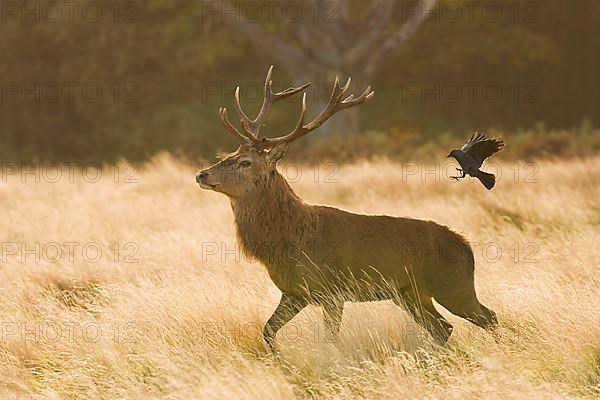 Red deer