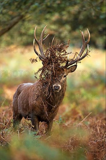 Red deer