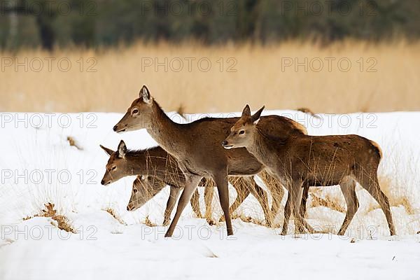 Red deer