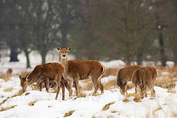 Red deer