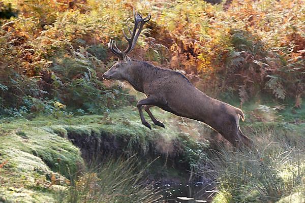 Red deer