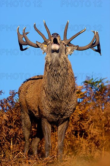 Red deer