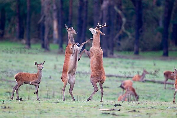 Red Deer