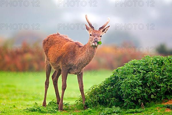 Red Deer