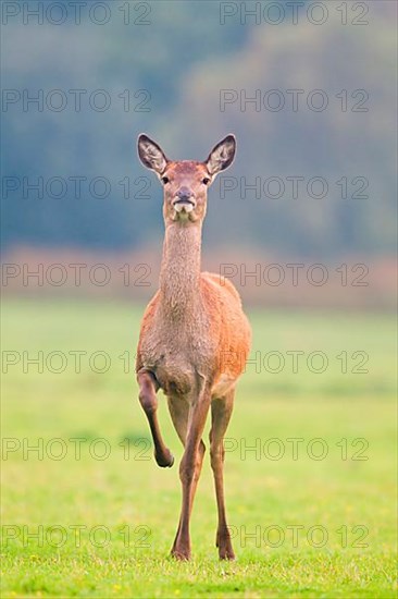 Red Deer