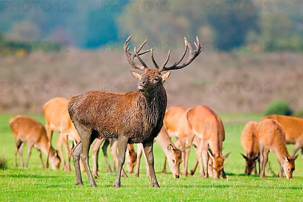 Red deer