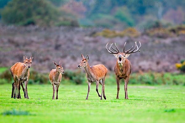 Red deer