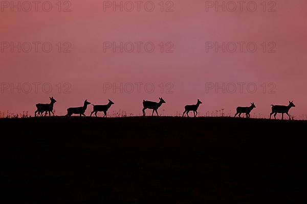 Red deer