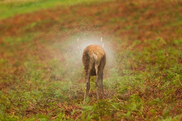 Red Deer