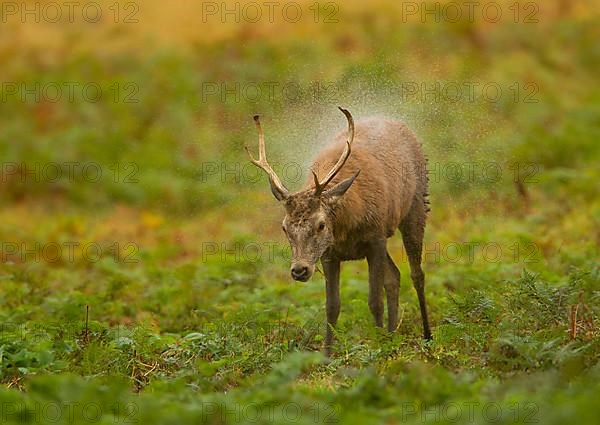 Red Deer