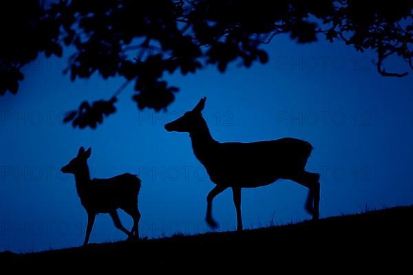 Red Deer