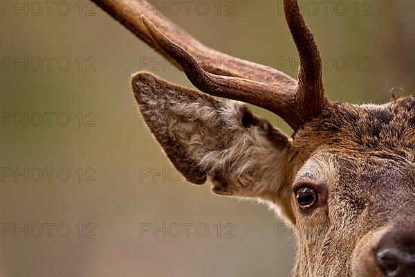 Red deer