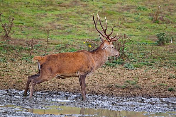 Red deer