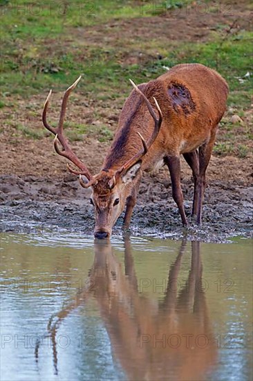 Red deer