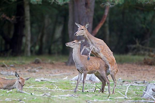 Red Deer