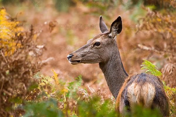 Red deer