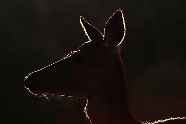 Red deer