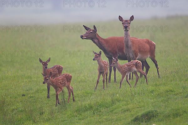 Red deer