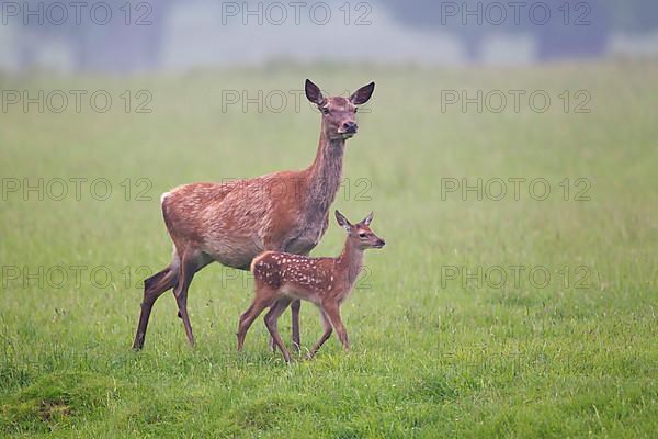 Red deer