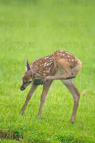 Red deer