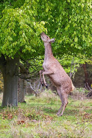 Red Deer