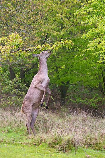 Red Deer