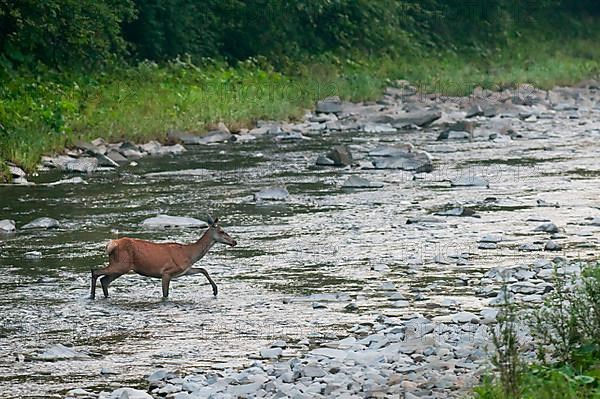 Red deer