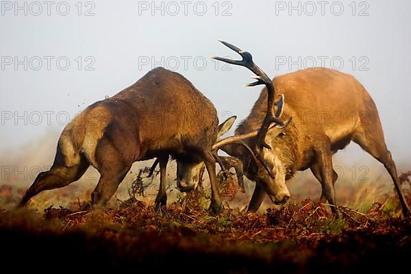 Red deer