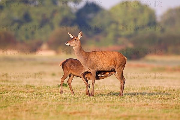 Red deer