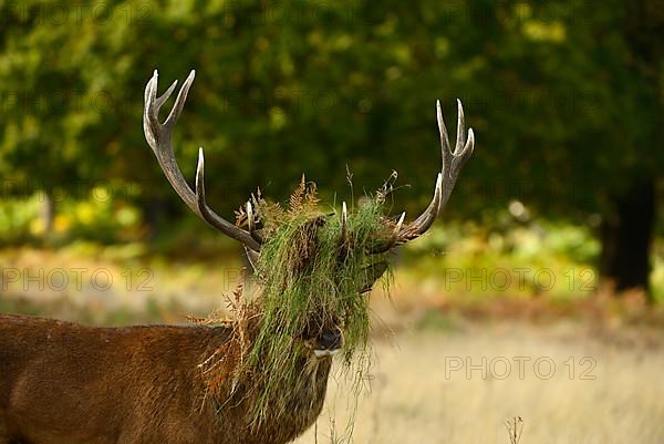 Red Deer