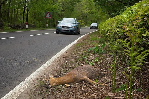 Roe deer