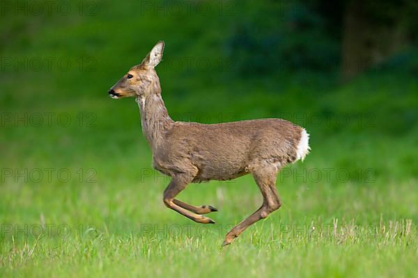 Roe deer