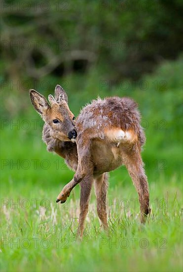 Roe Deer