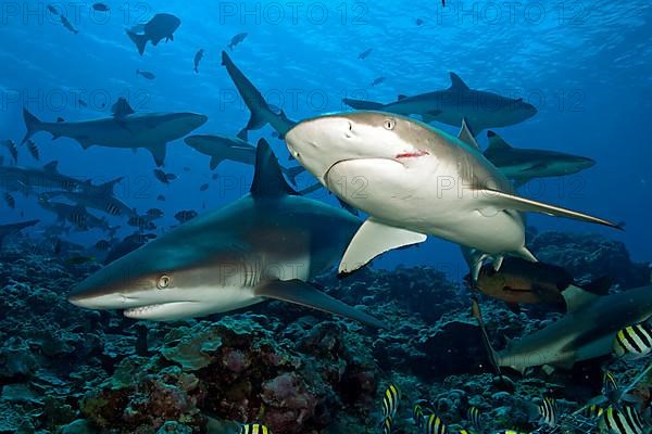 Grey reef shark