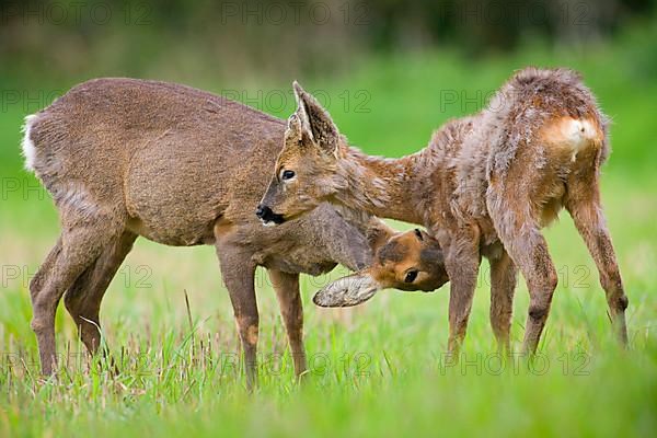 Roe Deer