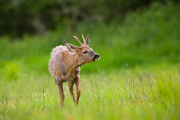 Roe Deer