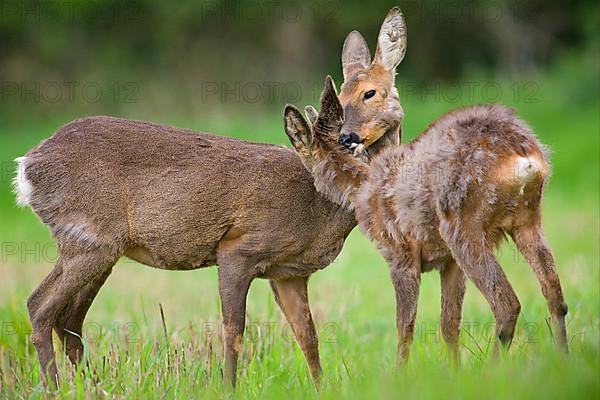 Roe Deer