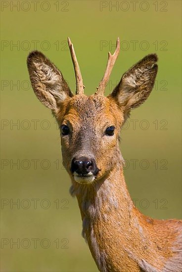 Roe Deer