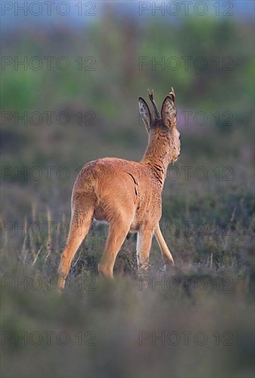 Roe Deer