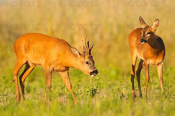 Western Roe Deer