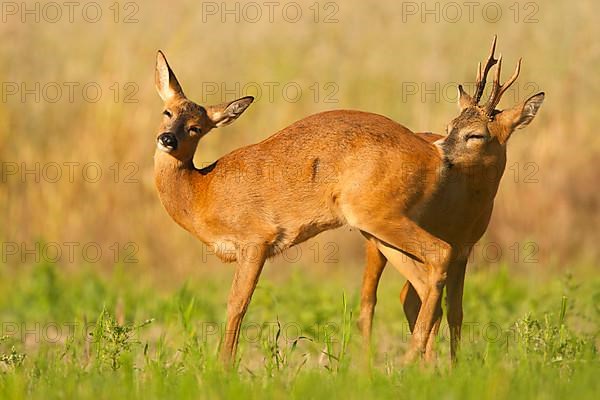 Western Roe Deer