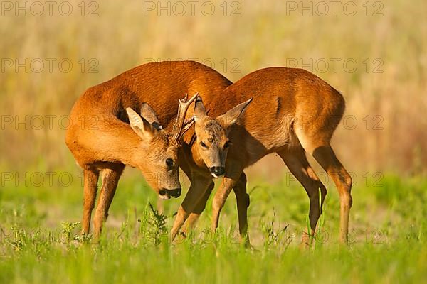 Western Roe Deer