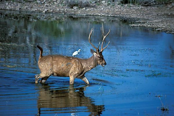 Sambar Deer