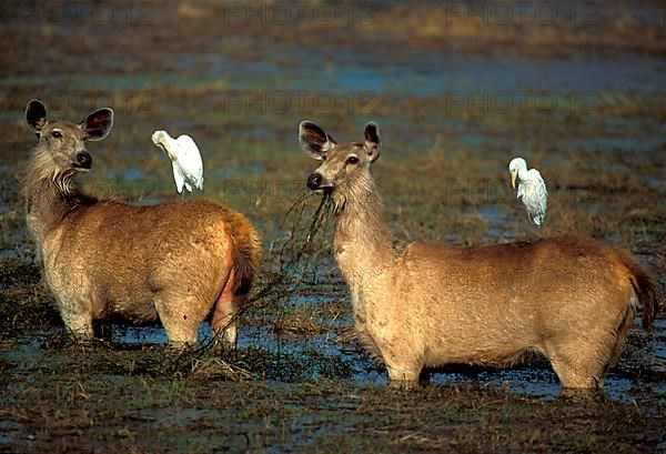 Sambar deer