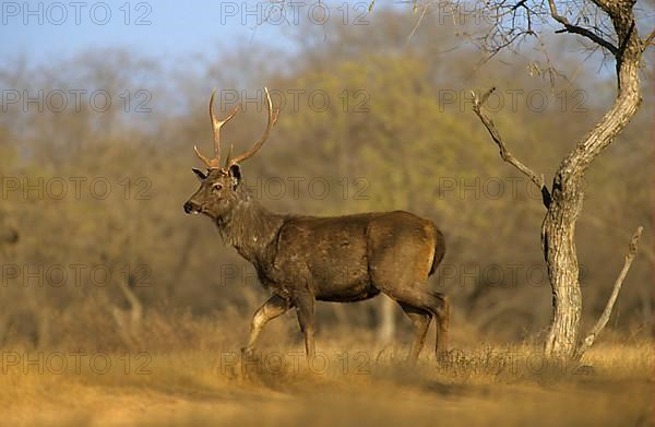 Sambar deer